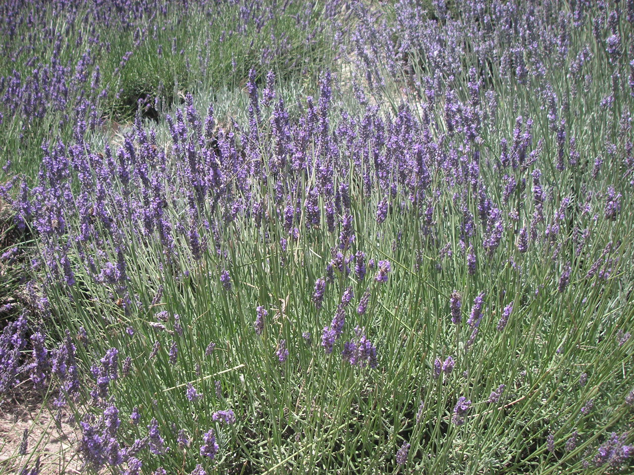 levandule z Provence